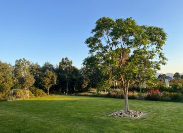 The prominent tree in this photo is most likely a Cape Wild Olive (Olea europaea subsp. africana) or possibly a young Waterberry (Syzygium cordatum). The leaf shape, growth habit, and typical use in Winelands gardens strongly point to Cape Wild Olive. Feature tree on lawn with mountain backdrop at Val de Vie Estate, Paarl by CSA Landscaping.
