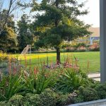 Family garden with large lawn, soccer goal, red hot pokers, red Watsonia, butterfly bush, indigenous plants, and mature trees at Val de Vie Estate, Paarl, by CSA Landscaping. A lovely mature tree (likely Cape Wild Olive or similar) with a swing hanging from one of its branches.