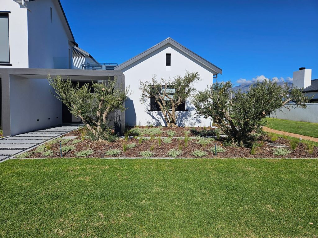 Three multi-stem olive trees (Olea europaea) underplanted with silver Helichrysum foliage and low ornamental plants in a bark-mulch bed, with clean lawn in front, at The Acres, Pearl Valley, Paarl, by CSA Landscaping, leading Cape Winelands landscapers