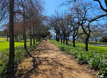 A tree-lined unpaved avenue with dense agapanthus underplanting, creating a formal green corridor by CSA Landscaping, leading precision landscapers in the Boland and Cape Winelands, at a Babylonstoren ground estate in Simondium