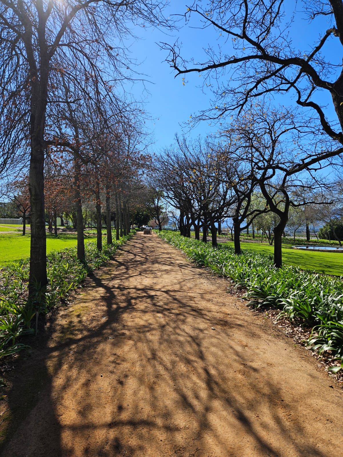 A tree-lined unpaved avenue with dense agapanthus underplanting, creating a formal green corridor by CSA Landscaping, leading precision landscapers in the Boland and Cape Winelands, at a Babylonstoren ground estate in Simondium