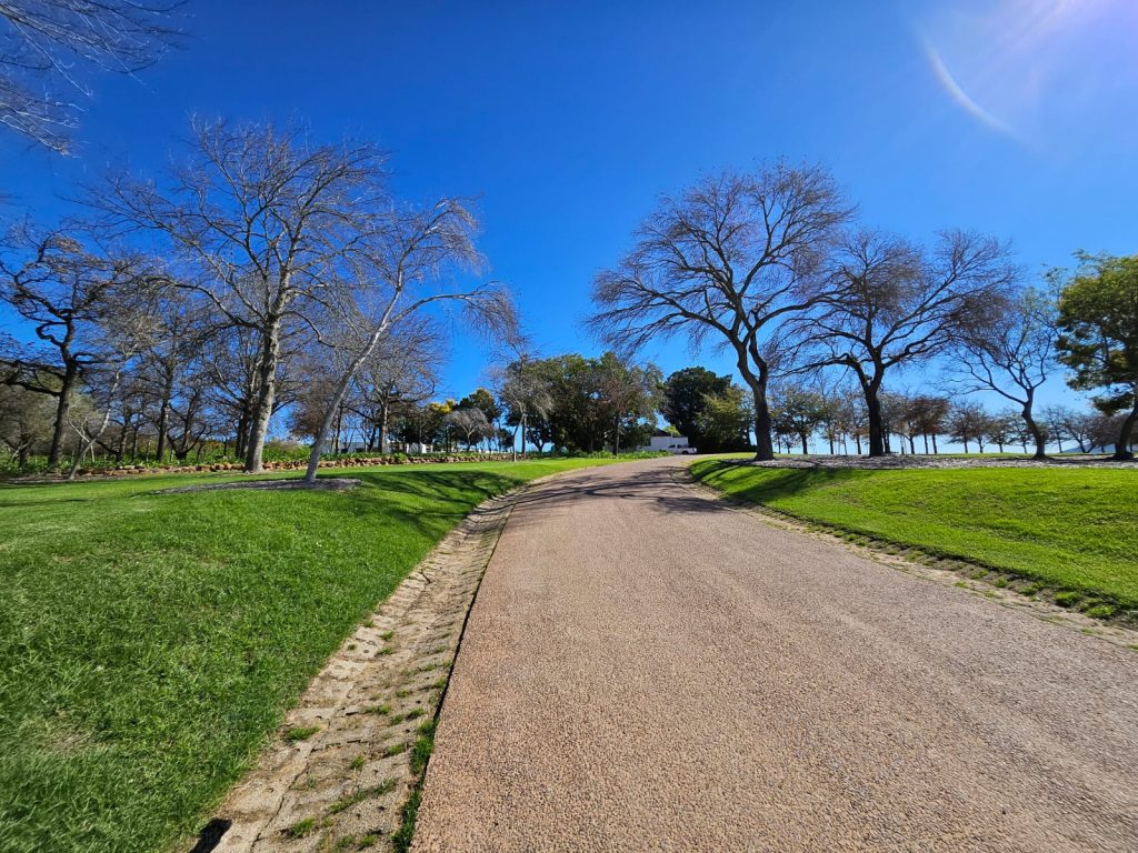 Curved driveway with deciduous trees and open lawn by CSA Landscaping at a Babylonstoren Group grounds in Simondium