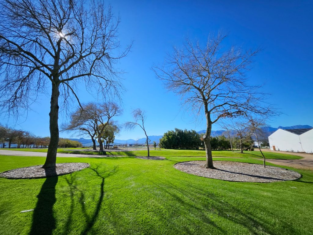 Open lawn with deciduous trees planted in formal circular mulch beds against a mountain backdrop by CSA Landscaping, the best landscapers in the Boland and Cape Winelands, at a Babylonstoren grounds in Simondium