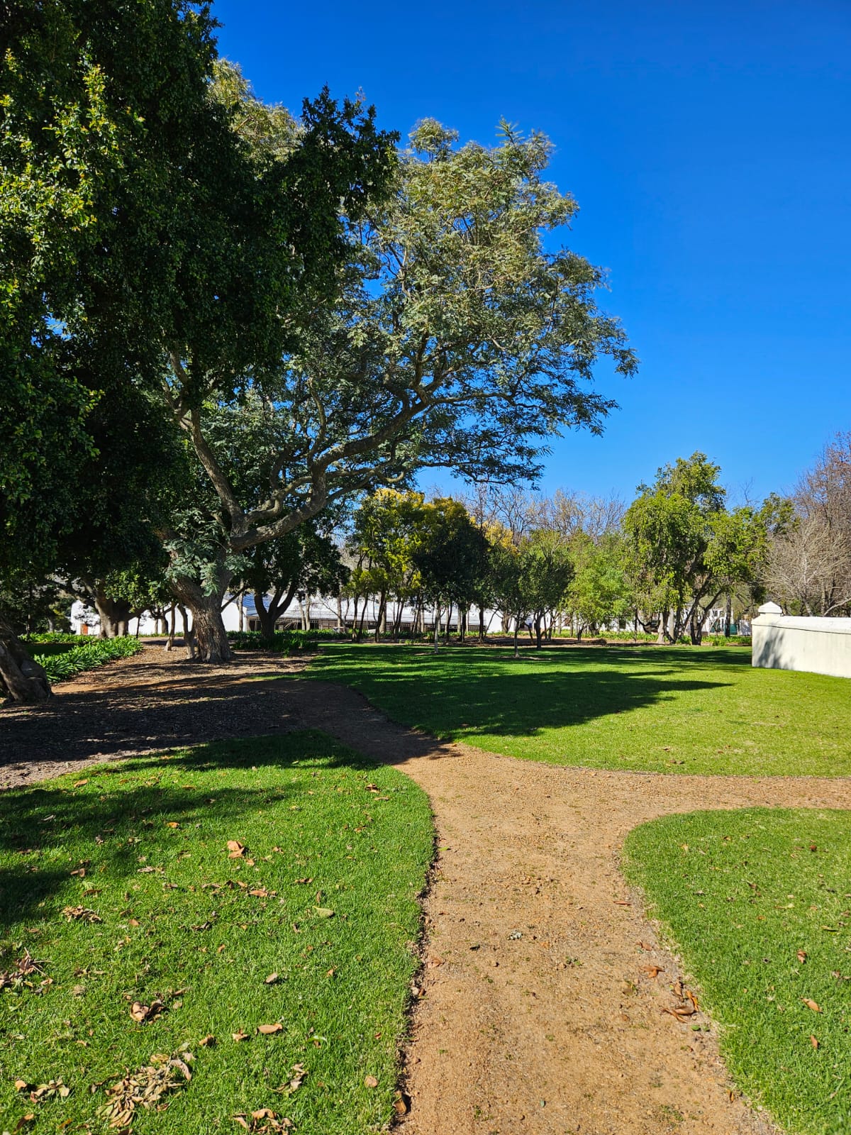 Pathway winding through mature trees and lawn by CSA Landscaping at a Babylonstoren Group grounds in Simondium