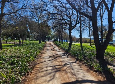 Tree-lined avenue with agapanthus underplanting by CSA Landscaping, leading precision landscapers in the Boland and Cape Winelands, Simondium
