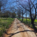 Tree-lined avenue with agapanthus underplanting by CSA Landscaping, leading precision landscapers in the Boland and Cape Winelands, Simondium