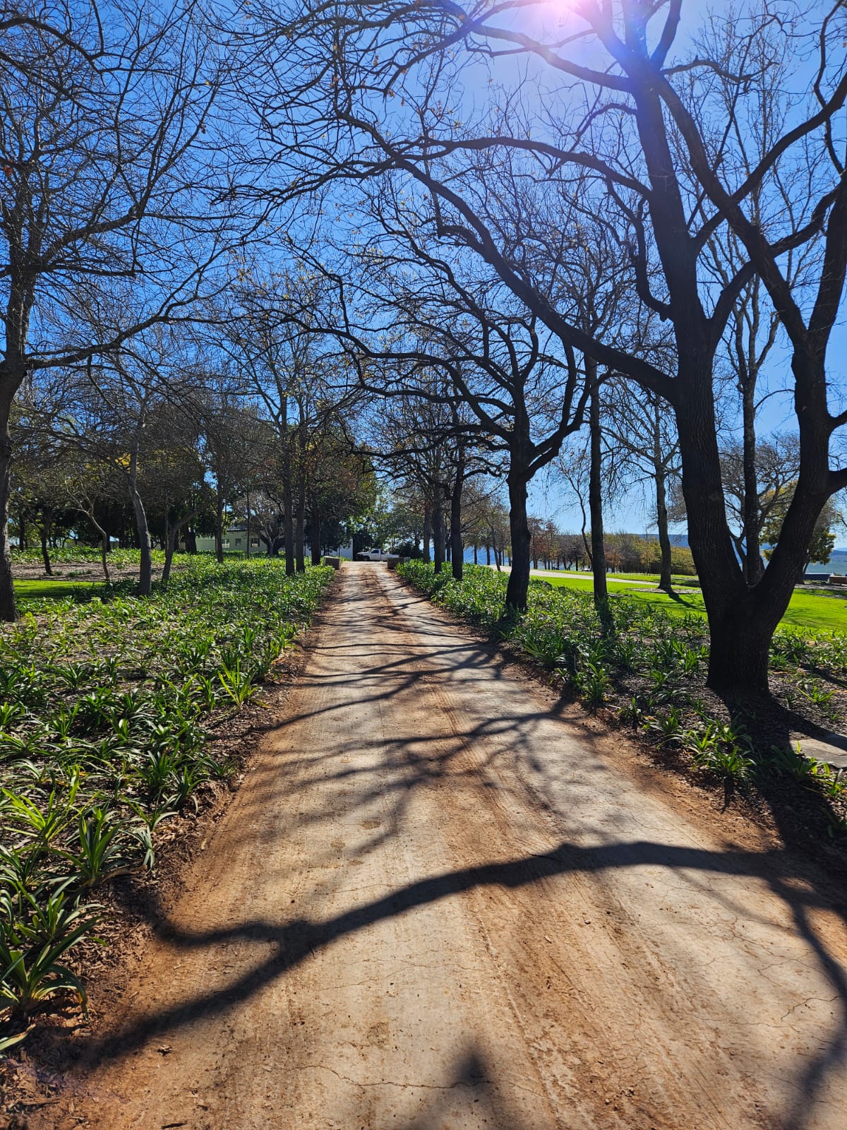 Tree-lined avenue with agapanthus underplanting by CSA Landscaping, leading precision landscapers in the Boland and Cape Winelands, Simondium