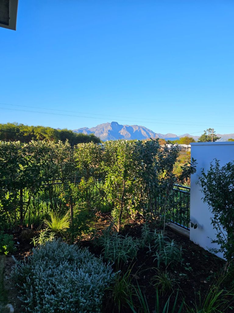Layered garden planting with silver foliage and shrubs framing mountain views by CSA Landscaping at The Acres at Pearl Valley, Paarl