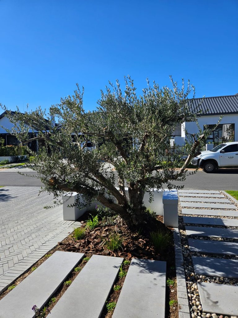 Multi-stem olive tree (Olea europaea) as a feature in the front garden by CSA Landscaping at The Acres at Pearl Valley, Paarl