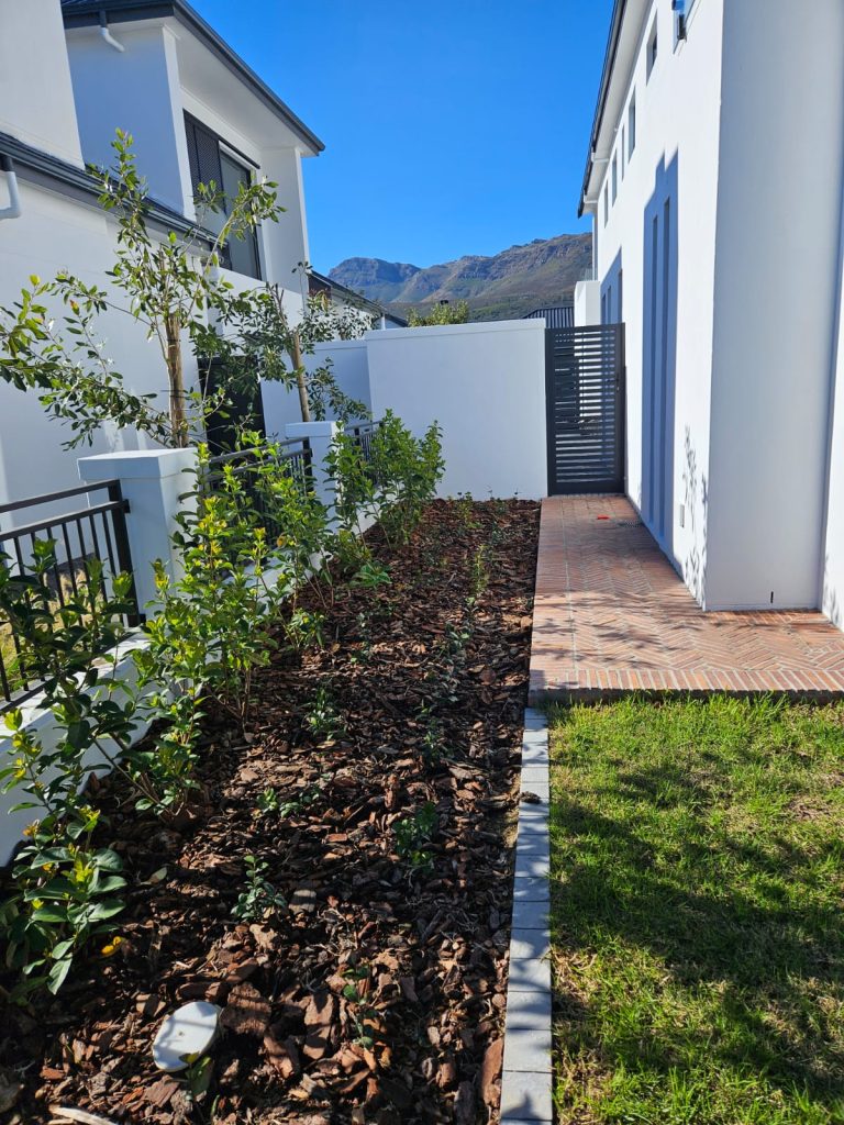 Side pathway with young evergreen shrubs and mulched planting beds against a mountain backdrop by CSA Landscaping, known for precision landscaping in the Boland and Cape Winelands, at The Acres at Pearl Valley