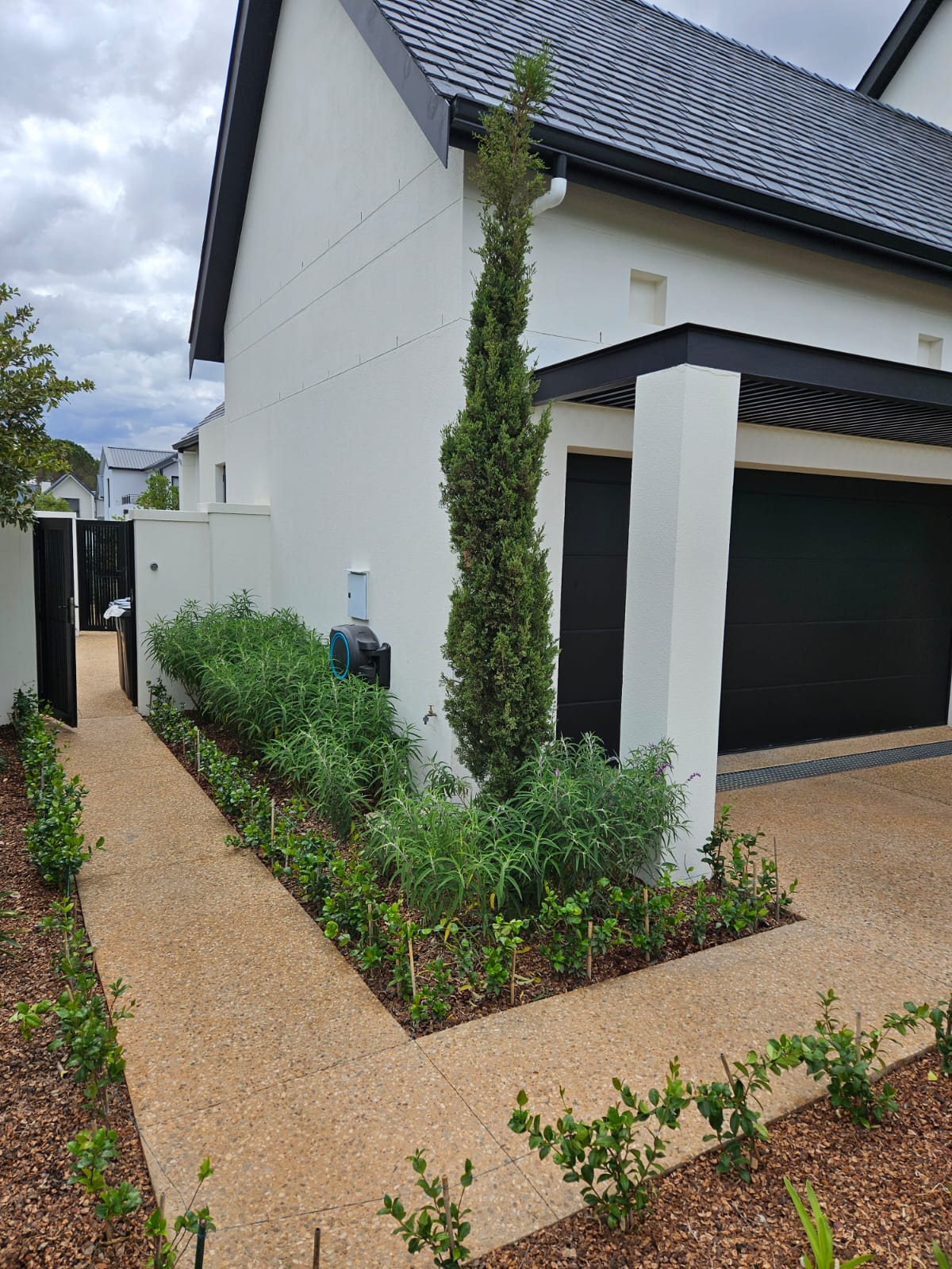 Italian cypress (Cupressus sempervirens) with Salvia leucantha and young num-num (Carissa) hedging along a exposed-aggregate path at a Val de Vie residence, Paarl, by CSA Landscaping, leading landscapers in the Boland and Cape Winelands