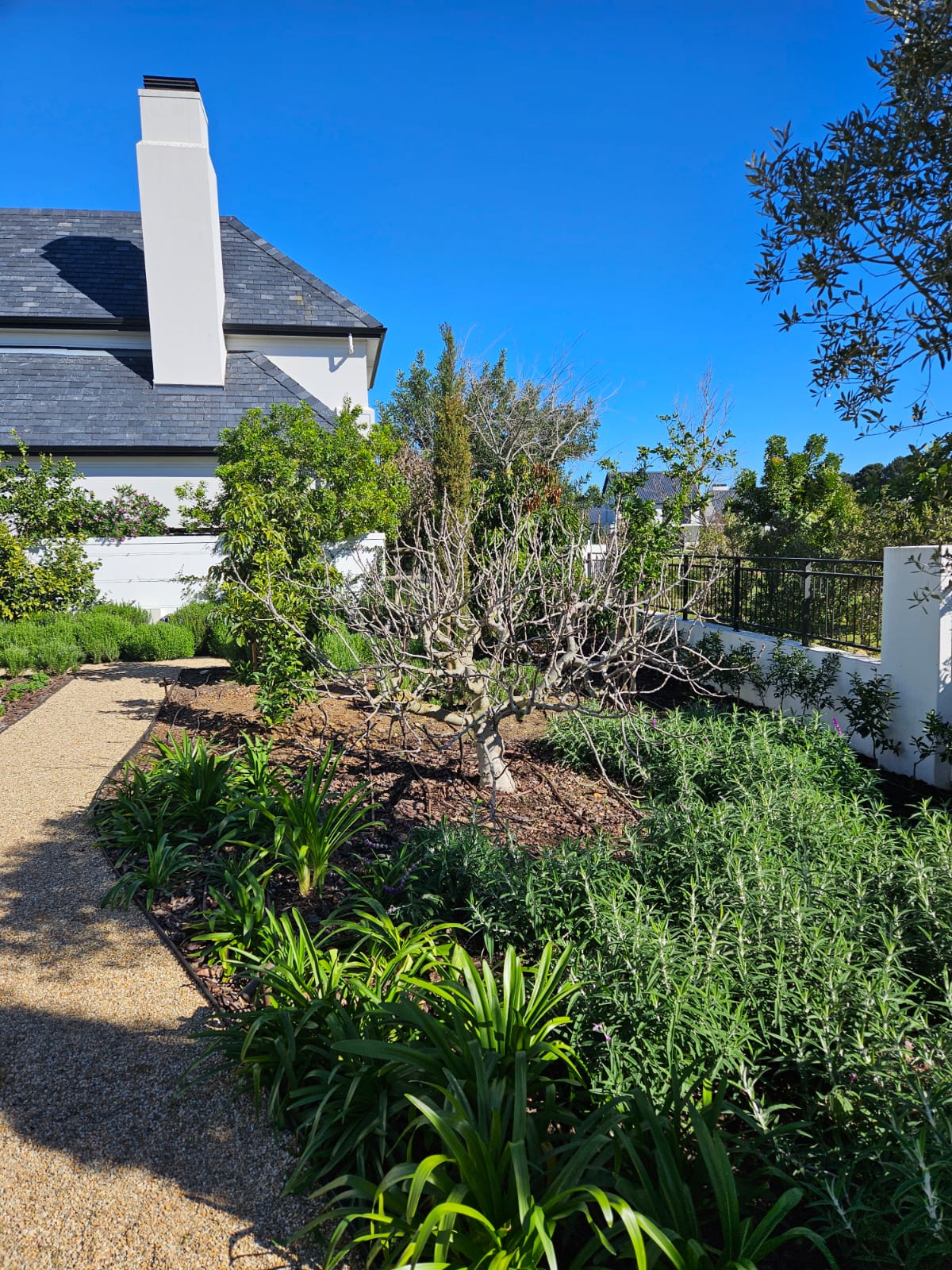 Garden bed with agapanthus, rosemary and a feature deciduous tree beside a gravel path at Val de Vie Estate, Paarl, by CSA Landscaping, best landscapers in the Boland and Cape Winelands