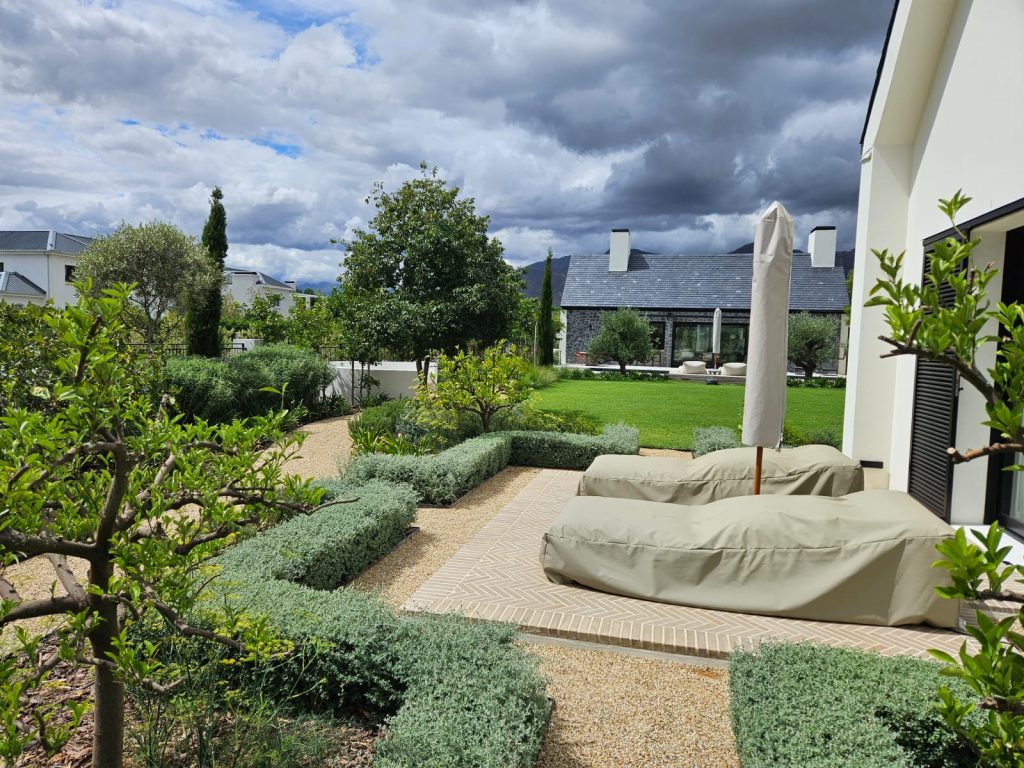 Patio garden with clipped silver hedging, citrus trees, olive trees and gravel paths at a private Val de Vie residence, Paarl, by CSA Landscaping, leading Cape Winelands landscapers