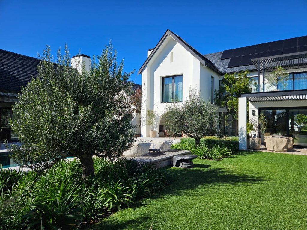 Poolside olive trees (Olea europaea) underplanted with agapanthus and lawn at a Val de Vie estate home, Paarl, by CSA Landscaping, best landscapers in the Boland and Cape Winelands