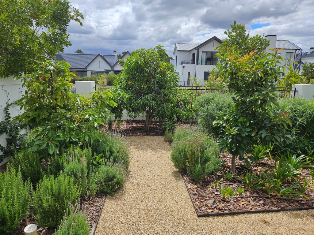 Courtyard gravel path lined with lavender, rosemary, agapanthus and feature trees at Val de Vie Estate, Paarl, by CSA Landscaping, leading landscapers in the Boland and Cape Winelands
