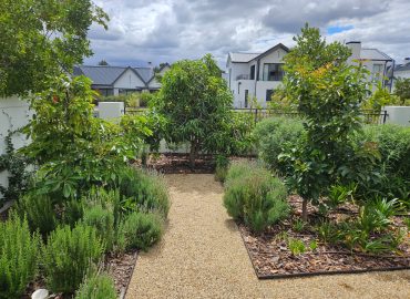 Courtyard gravel path lined with lavender, rosemary, agapanthus and feature trees at Val de Vie Estate, Paarl, by CSA Landscaping, leading landscapers in the Boland and Cape Winelands