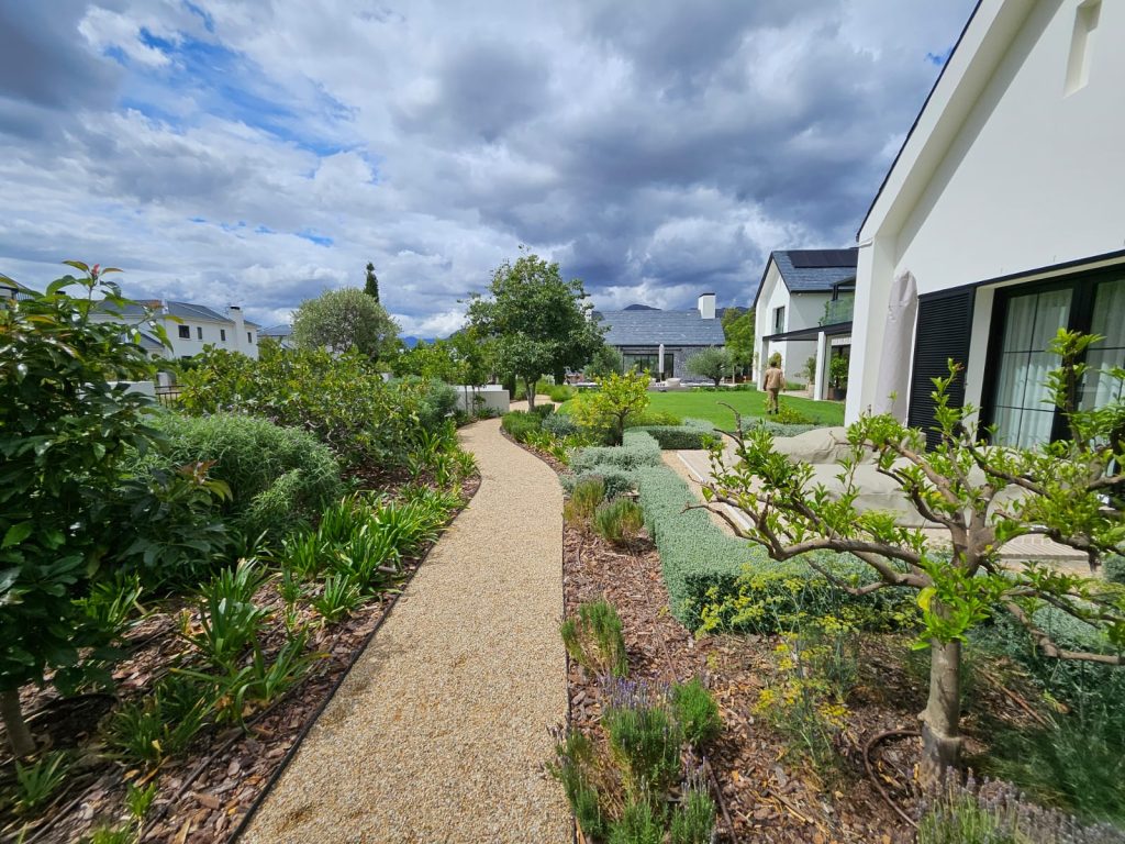 Curved gravel pathway with agapanthus, rosemary, lavender, citrus and clipped silver hedging at Val de Vie, Paarl, by CSA Landscaping, best Cape Winelands landscapers