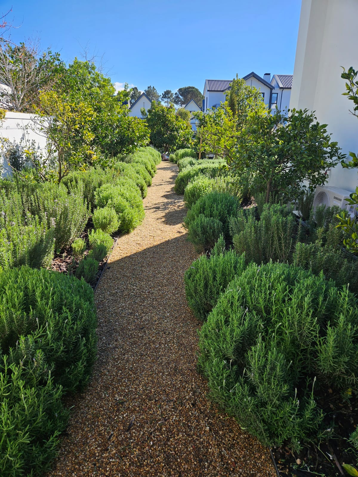 Narrow gravel path densely planted with rosemary and lavender, with citrus trees beyond, at Val de Vie Estate, Paarl, by CSA Landscaping, leading landscapers in the Boland and Cape Winelands