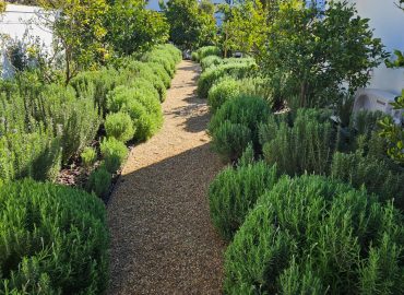 Gravel pathway lined with rosemary and lavender by CSA Landscaping, the best landscapers in the Boland and Cape Winelands, at a private residence in The Acres at Pearl Valley