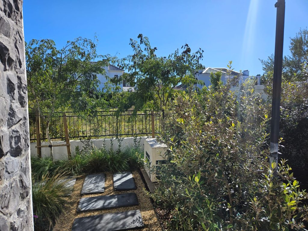 Side stepping-stone path with olive shrubs, ornamental grasses and young trees at a Val de Vie private residence, Paarl, by CSA Landscaping, best landscapers in the Cape Winelands