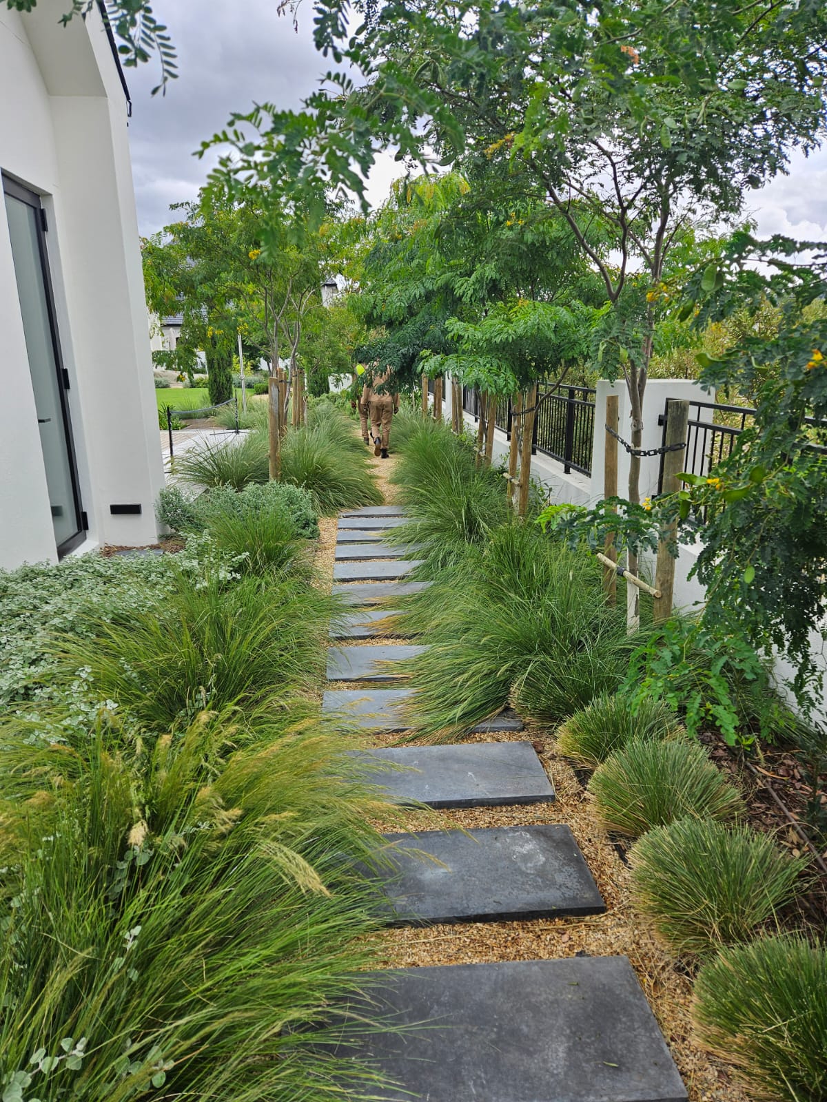 Stepping-stone walkway through ornamental grasses and young feature trees at Val de Vie Estate, Paarl, by CSA Landscaping, leading precision landscapers in the Boland and Cape Winelands