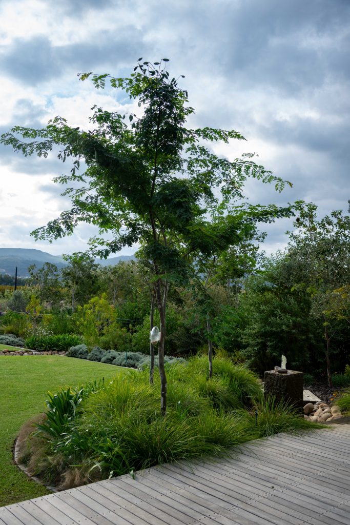 Timber boardwalk beside a feature tree planted in ornamental grasses and Dietes, with CSA Landscaping’s custom granite water feature beyond, at a private garden in Val de Vie Estate, Paarl — leading landscapers in the Boland and Cape Winelands