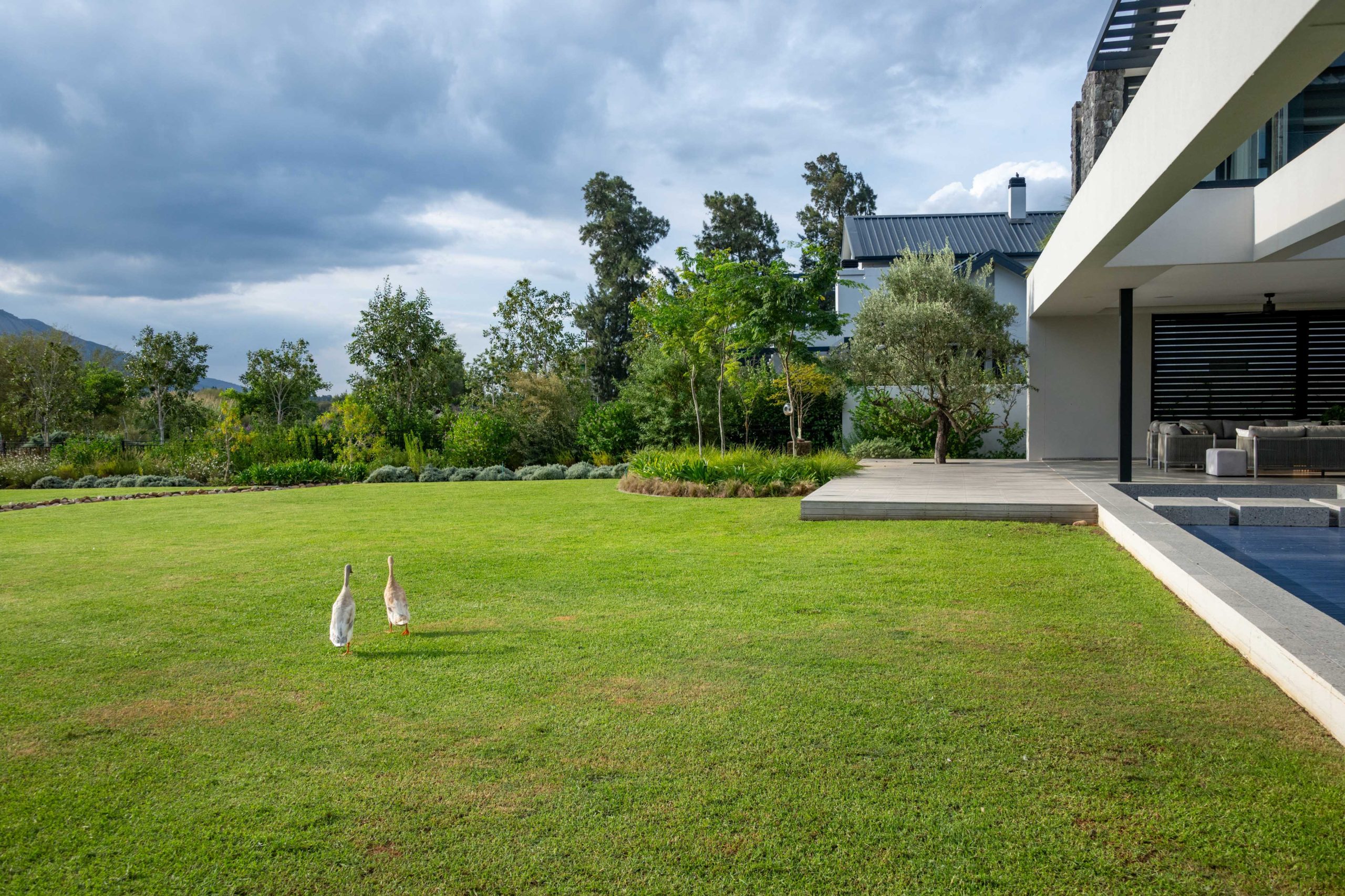 Open family lawn with olive tree, Helichrysum borders and pool terrace at a contemporary home in Val de Vie Estate, Paarl, by CSA Landscaping — leading landscapers in the Boland and Cape Winelands