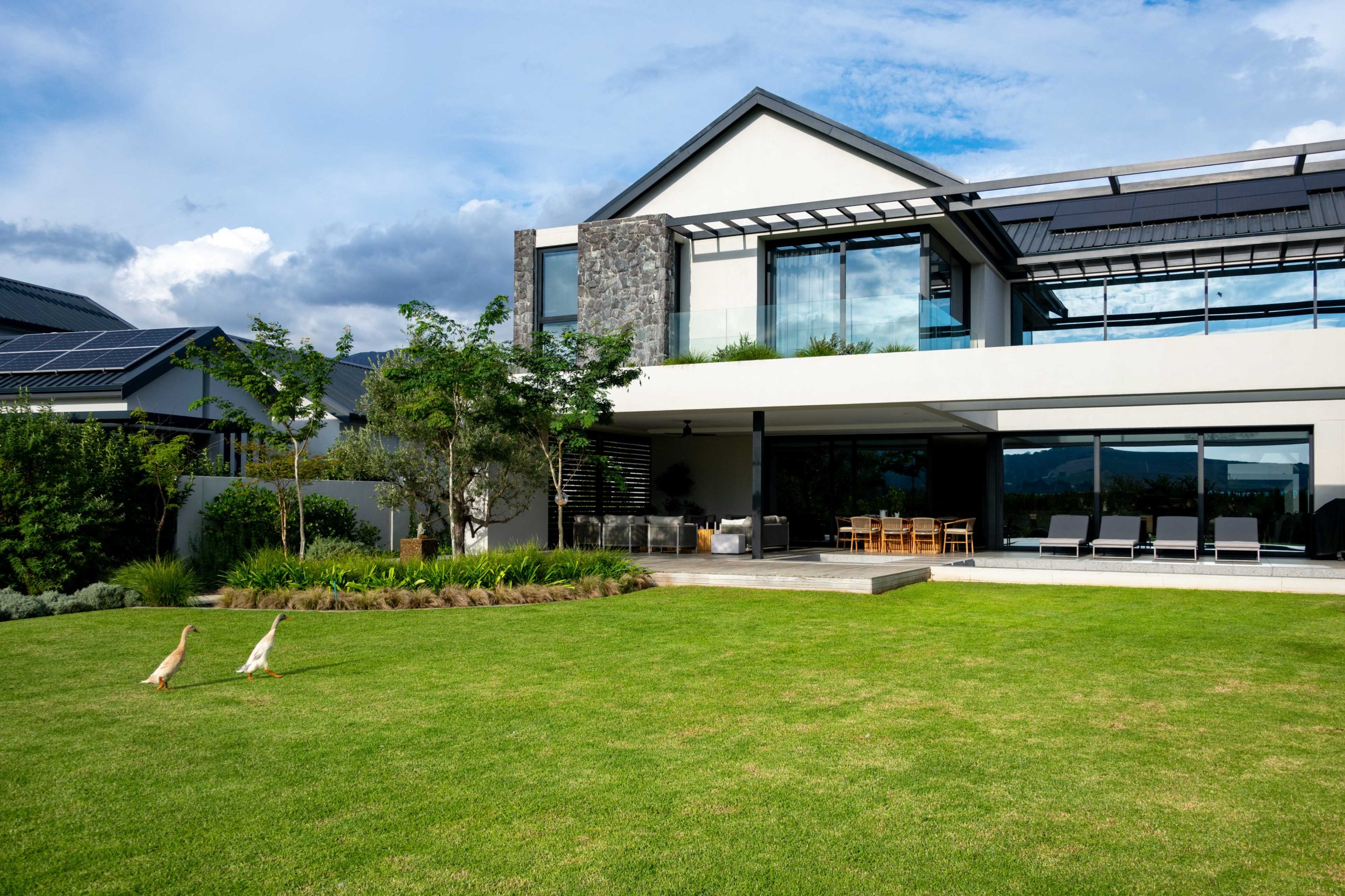 Open lawn leading to outdoor living terrace with olive trees, Dietes and ornamental grasses at a contemporary home in Val de Vie Estate, Paarl, by CSA Landscaping — leading landscapers in the Boland and Cape Winelands