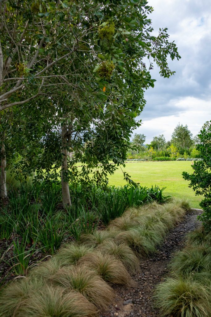 Gravel path lined with fine ornamental grasses and Dietes under feature trees, opening onto the lawn at Val de Vie Estate, Paarl, by CSA Landscaping — leading landscapers in the Boland and Cape Winelands
