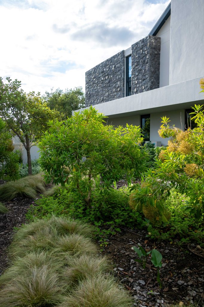 Side garden with flowering shrubs, groundcovers and ornamental grasses against the contemporary home at Val de Vie Estate, Paarl, by CSA Landscaping — leading landscapers in the Boland and Cape Winelands
